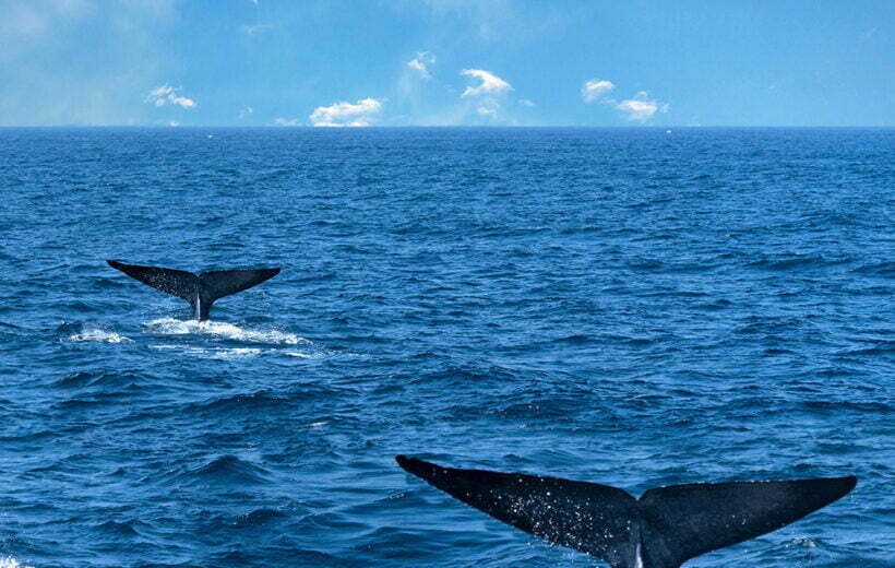 Whale Watching - 7 Days