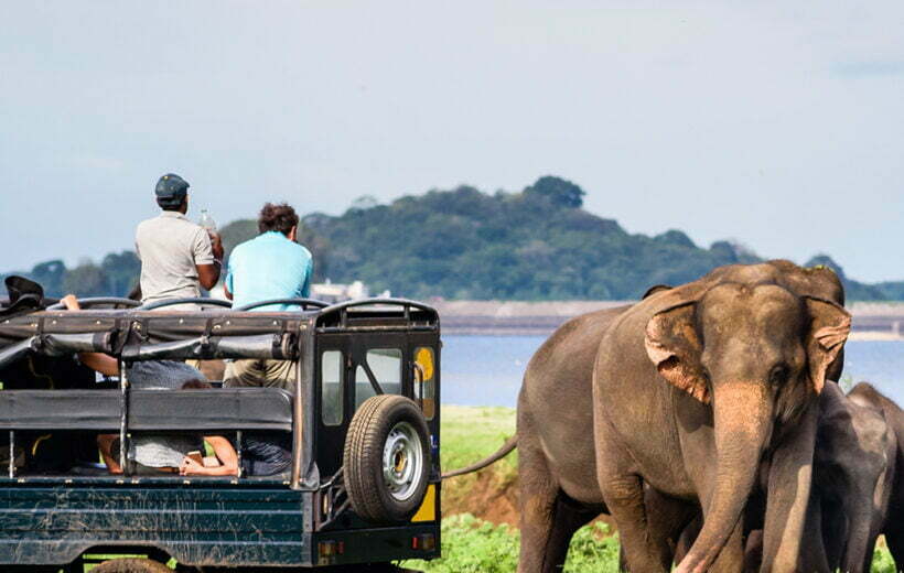 Luxury Wildlife Safari - 6 Days